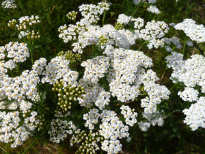 White Yarrow Seeds