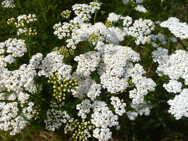White Yarrow Seeds