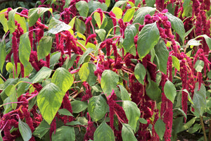 Love Lies Bleeding Amaranthus Seeds