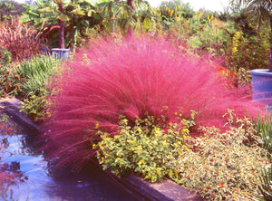 Pink Muhly Grass Seeds