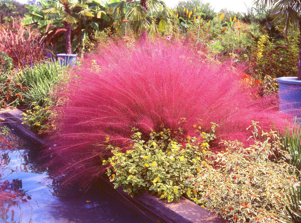 Pink Muhly Grass Seeds