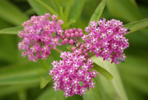 Swamp Milkweed Seeds