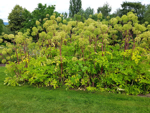 Angelica Seeds