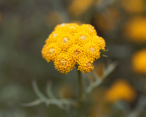 Golden Ageratum Seeds