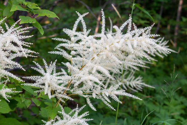 Goat's Beard Seeds