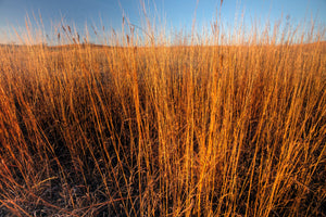 Big Bluestem Grass Seeds