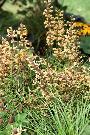 Agastache Mix Seeds
