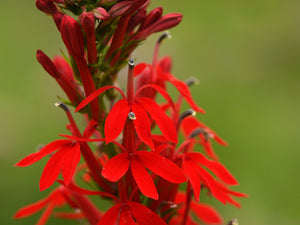 Cardinal Flower Seeds