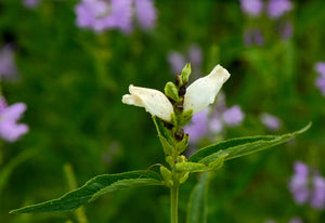 Turtlehead Seeds