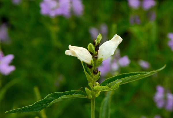 Turtlehead Seeds