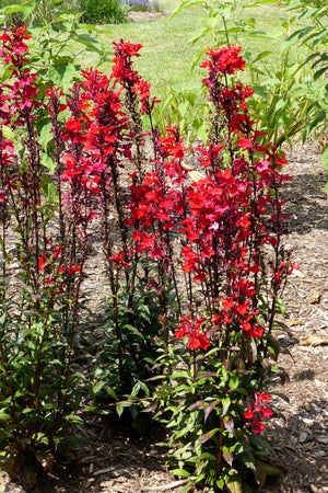 Cardinal Flower Seeds