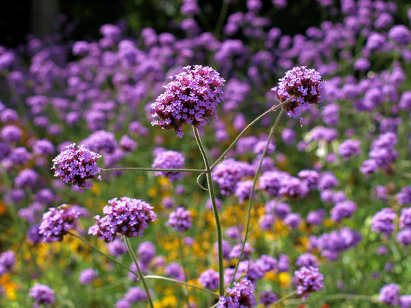 Common Vervain Seeds