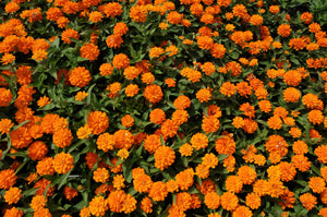 Orange King Zinnia Seeds