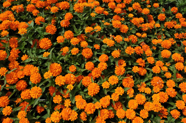 Orange King Zinnia Seeds
