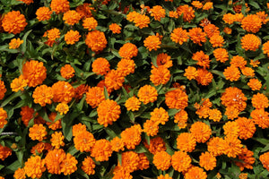 Orange King Zinnia Seeds