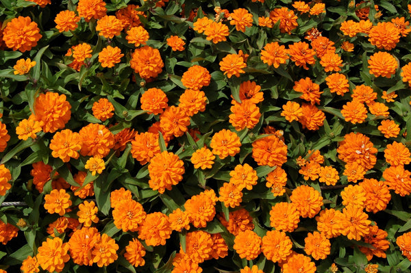 Orange King Zinnia Seeds
