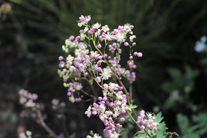 Chinese Meadow Rue