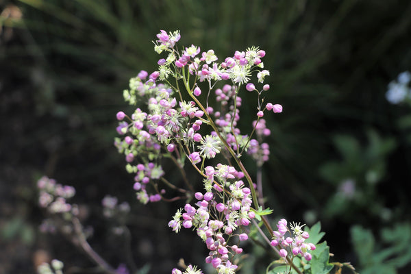 Chinese Meadow Rue