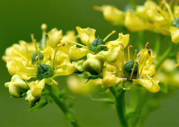 Yellow Rue Seeds