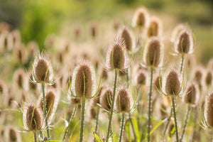 Fuller's Teasel Seeds