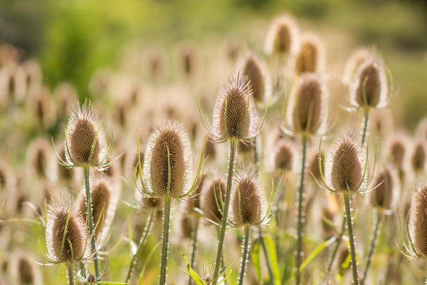 Fuller's Teasel Seeds