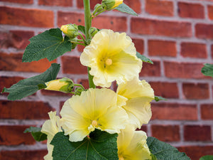 Yellow Hollyhock Seeds