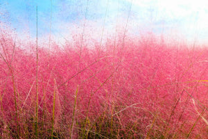 Pink Muhly Grass Seeds
