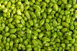 Common Hops Seeds