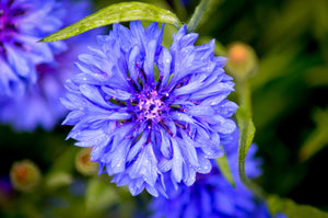 Tall Blue Bachelor’s Button Seeds