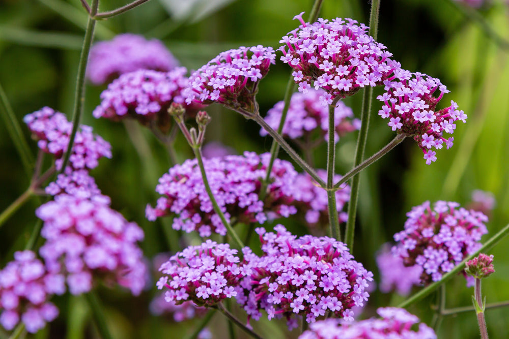 Buenos Aires Verbena Seeds