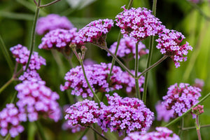 Buenos Aires Verbena Seeds
