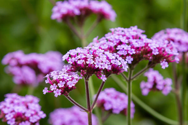 Buenos Aires Verbena Seeds