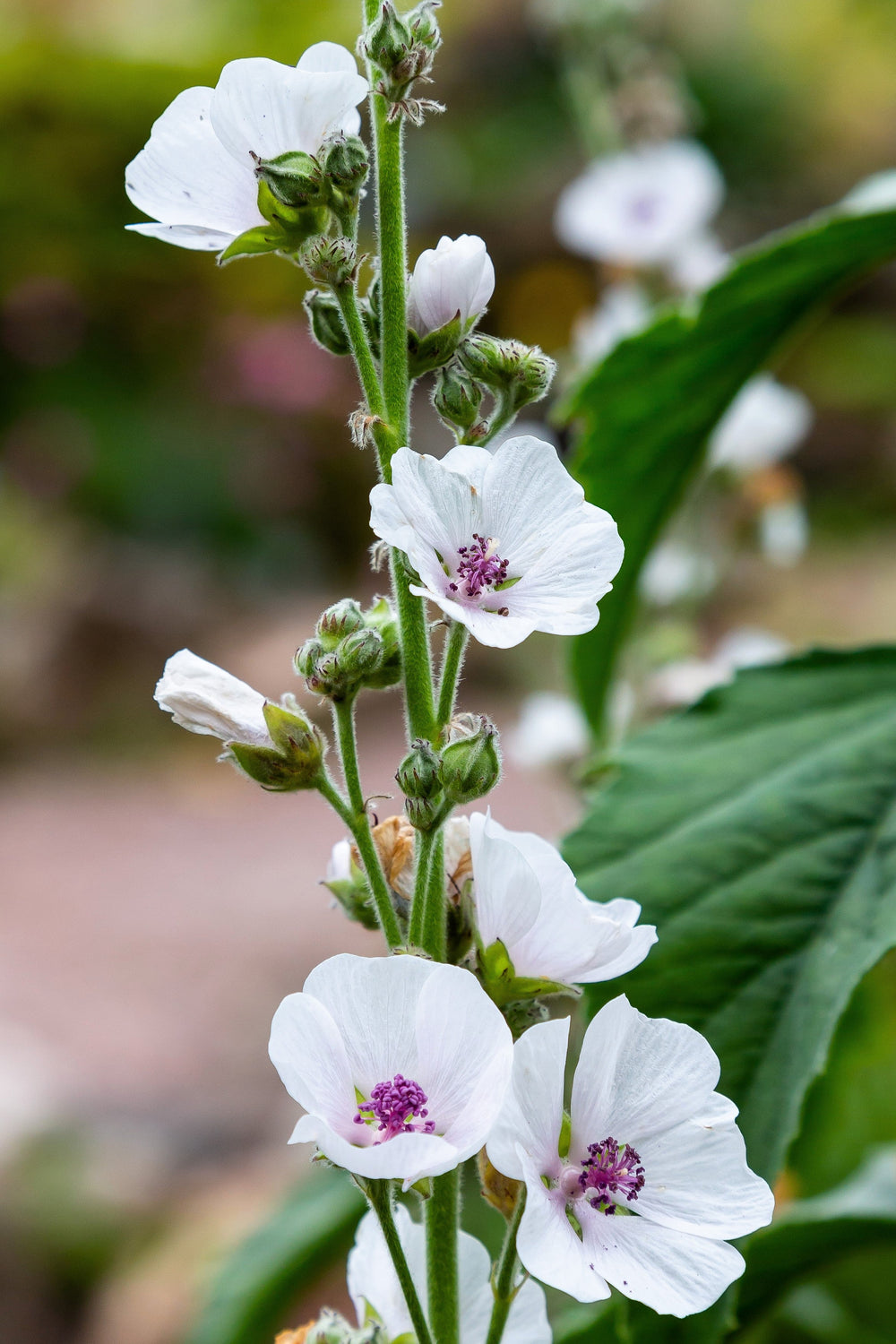 Marsh Mallow Althaea Seeds