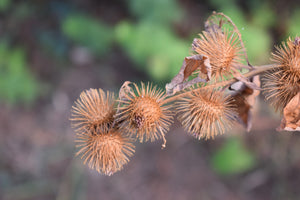 Great Burdock Seeds
