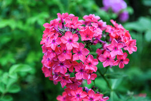 Brilliant Phlox Seeds