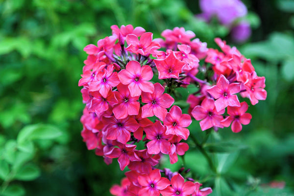 Brilliant Phlox Seeds