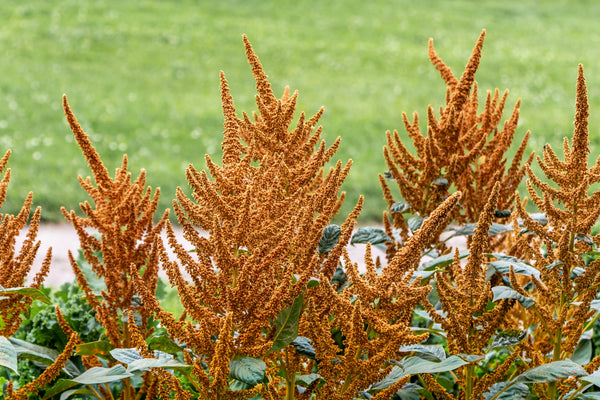 Hot Biscuits Amaranthus Seeds - Certified Organic