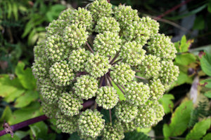 Angelica Seeds