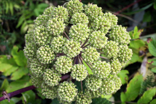 Angelica Seeds