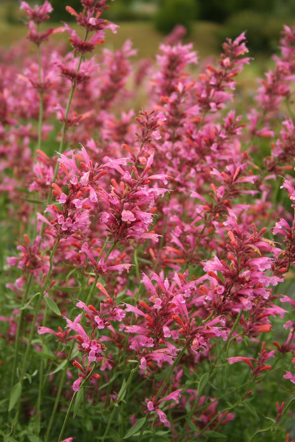 Agastache Mix Seeds