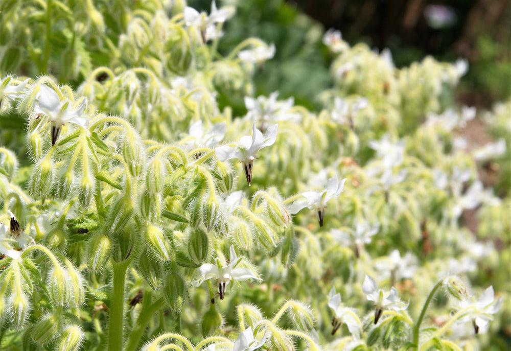 White Borage Seeds