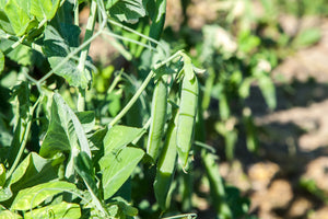 AUSTRIAN WINTER PEA Ground Cover Crop Legume Seeds