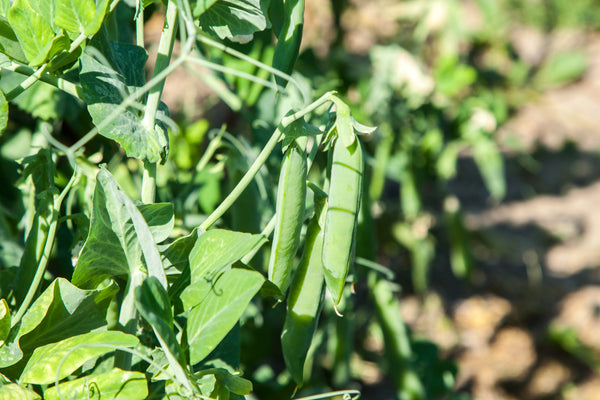 AUSTRIAN WINTER PEA Ground Cover Crop Legume Seeds
