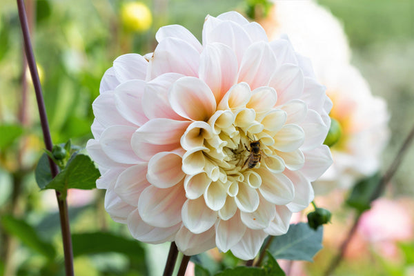 Watercolor Mix Dahlia Seeds