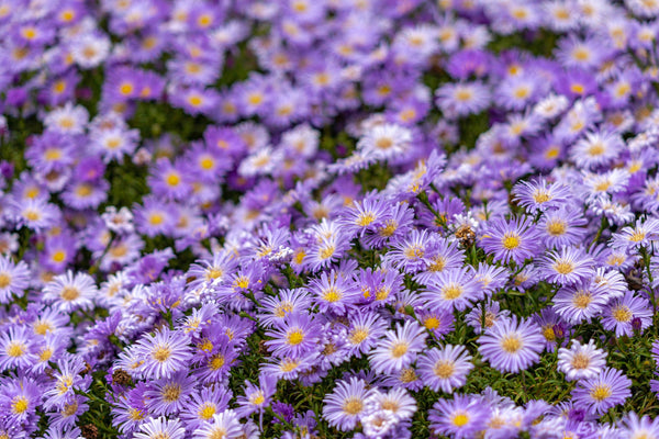 Purple New England Aster Seeds