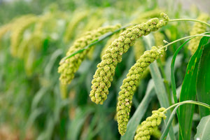 Lime Light Spray Millet Seeds