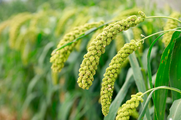 Lime Light Spray Millet Seeds