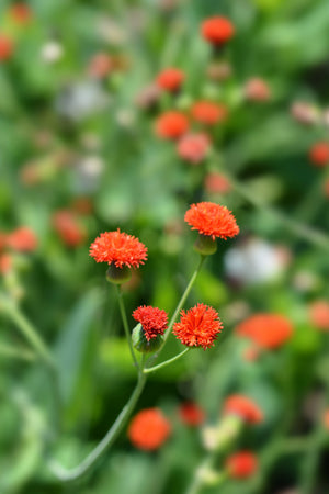 Lady's Paintbrush Tassel Flower Seeds
