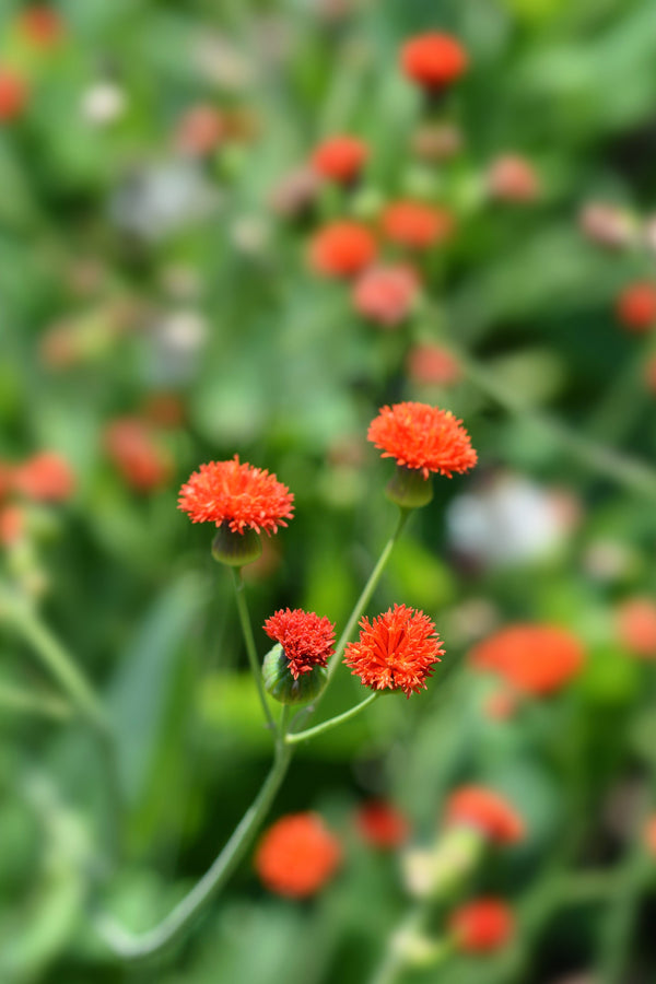 Lady's Paintbrush Tassel Flower Seeds