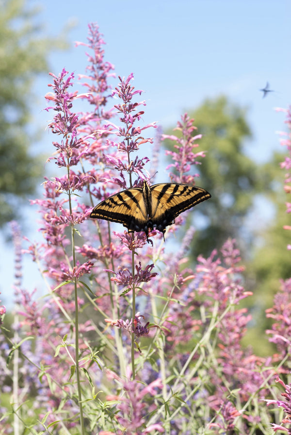 Agastache Mix Seeds